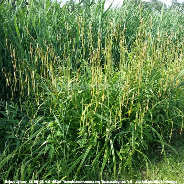 Laîche à épis pendants, Carex pendula image